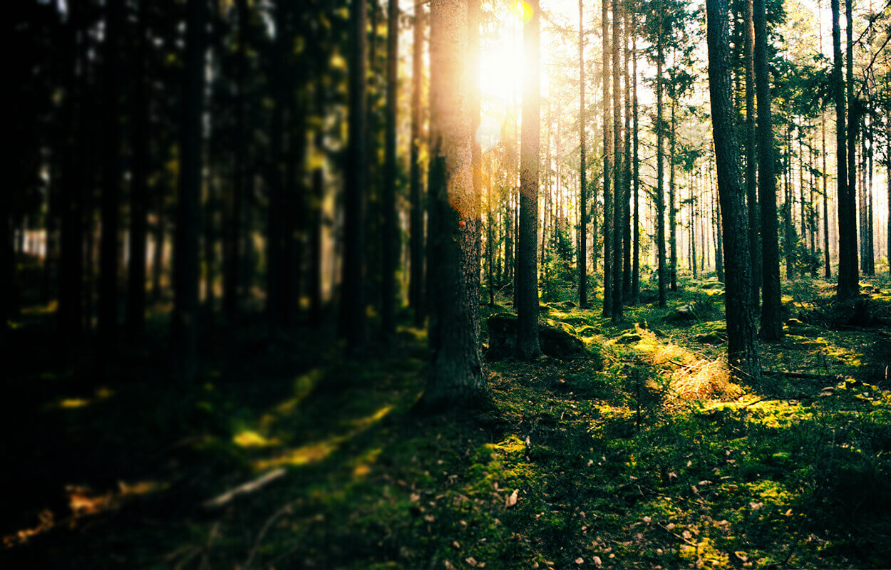 Consilium Home Governance and succession planning